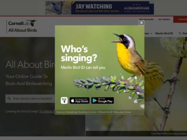 allaboutbirds.org